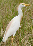 Western Cattle Egret