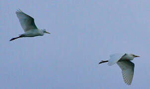 Western Cattle Egret