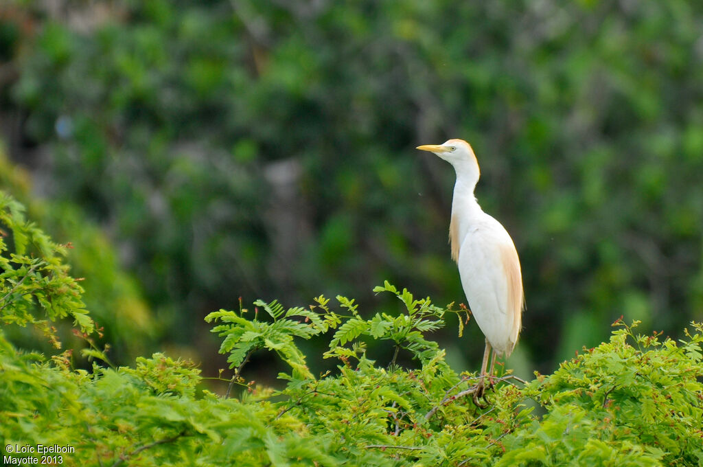 Western Cattle Egret