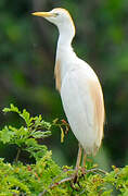 Western Cattle Egret