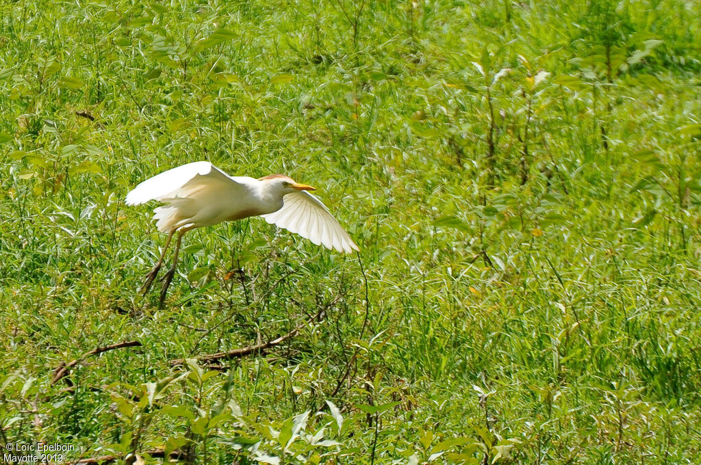 Western Cattle Egret