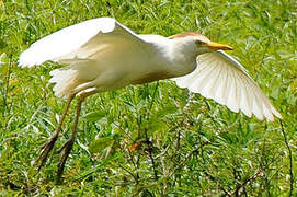 Western Cattle Egret