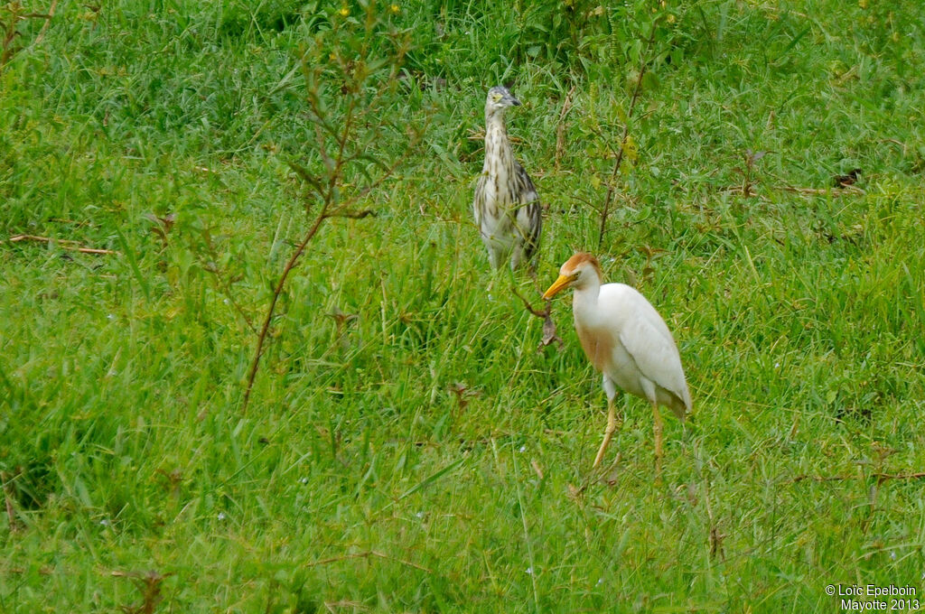 Western Cattle Egret