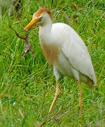 Western Cattle Egret