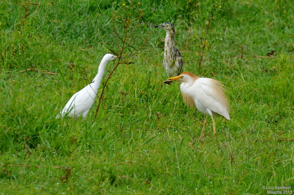 Western Cattle Egret