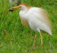 Western Cattle Egret