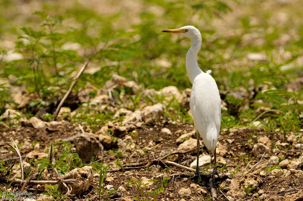 Western Cattle Egret