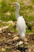 Western Cattle Egret