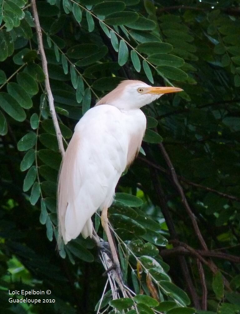 Western Cattle Egret