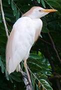 Western Cattle Egret