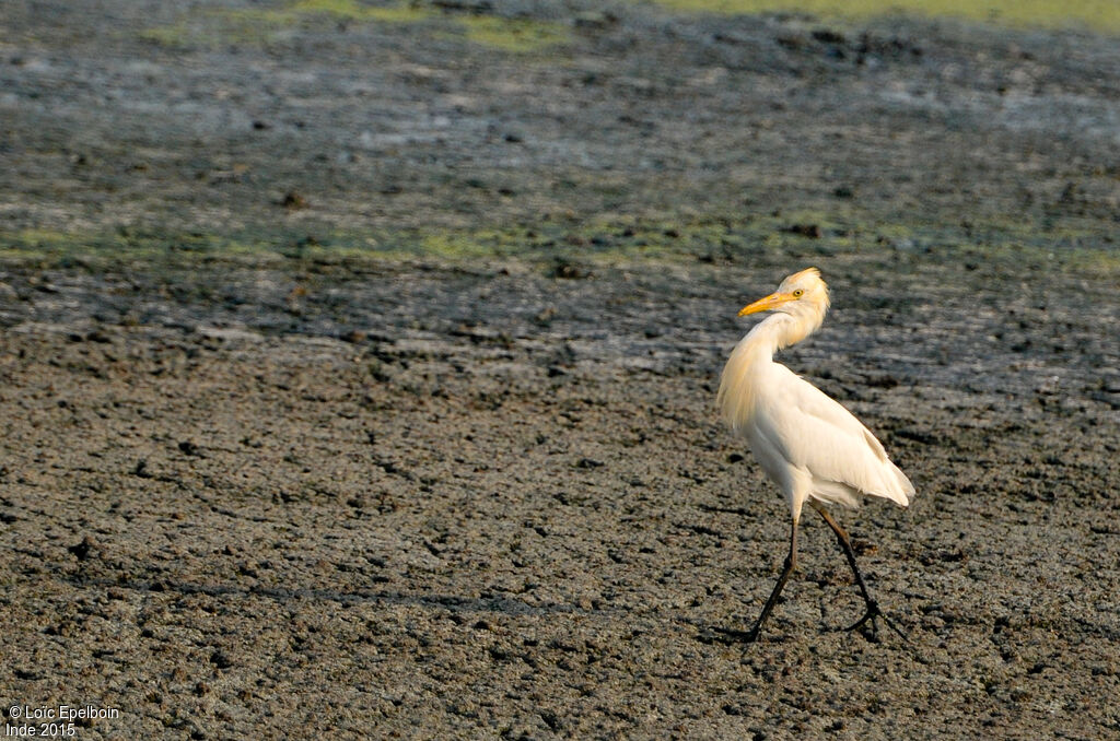 Western Cattle Egret