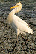 Western Cattle Egret