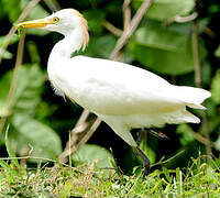 Western Cattle Egret