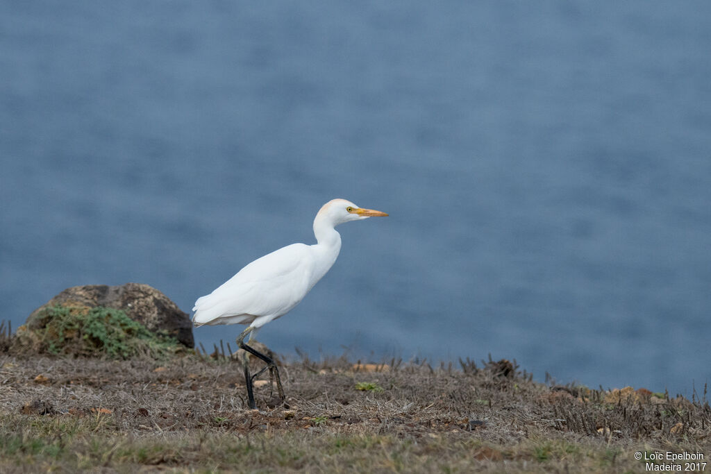 Western Cattle Egret