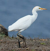 Western Cattle Egret