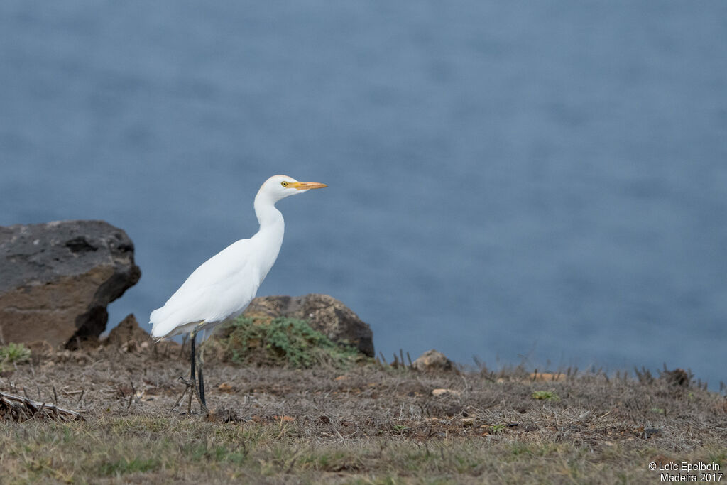 Western Cattle Egret