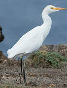 Western Cattle Egret