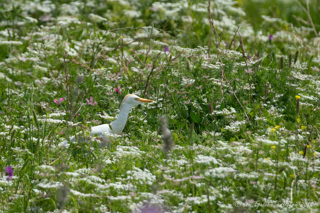 Western Cattle Egret