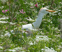 Western Cattle Egret