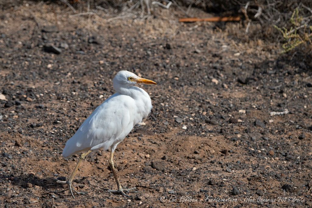 Western Cattle Egret