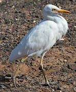 Western Cattle Egret