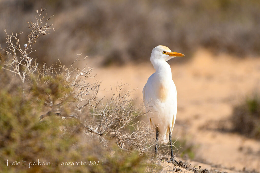 Western Cattle Egret