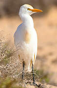 Western Cattle Egret