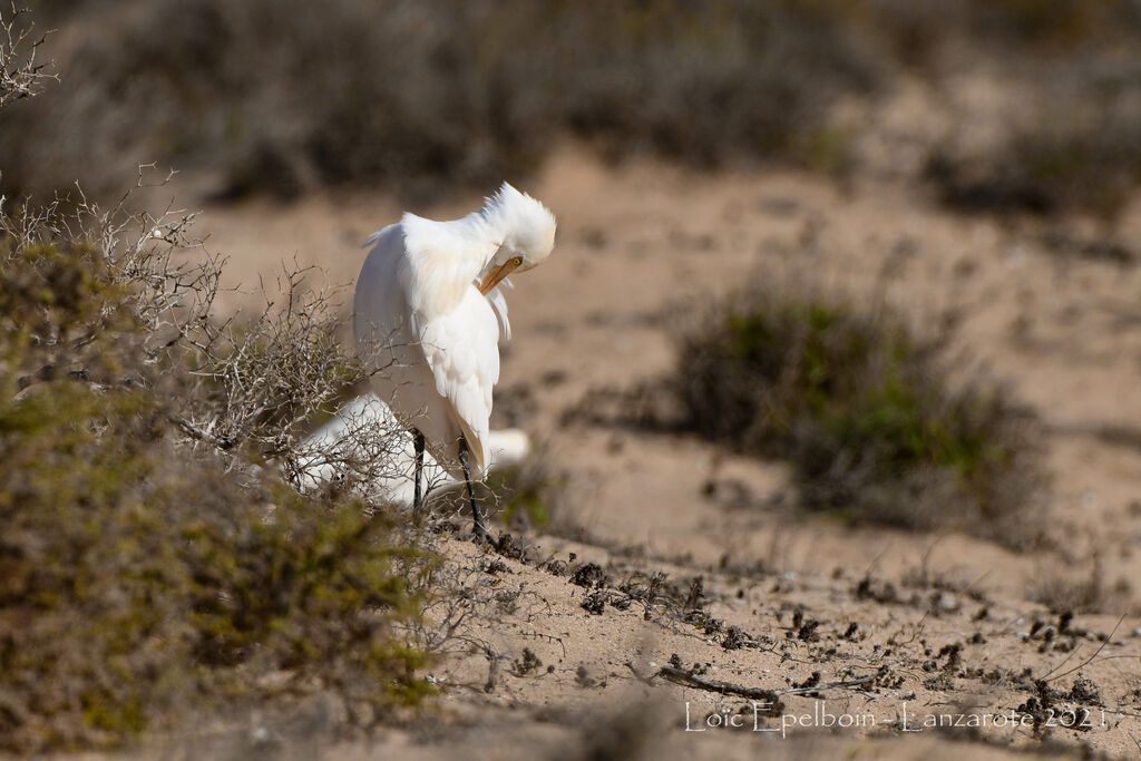 Western Cattle Egret