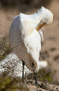 Western Cattle Egret