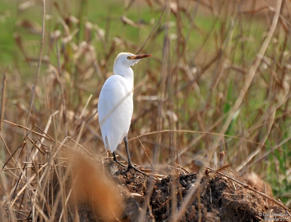 Western Cattle Egret