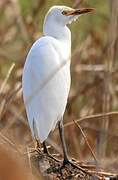 Western Cattle Egret