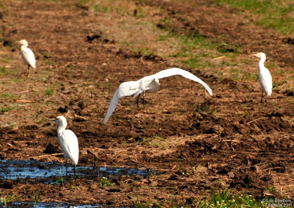 Western Cattle Egret