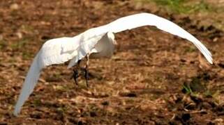 Western Cattle Egret