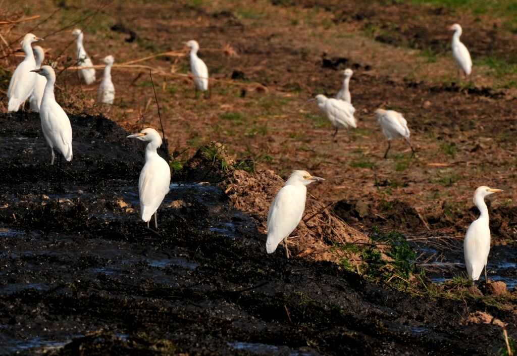 Western Cattle Egret