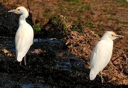 Western Cattle Egret