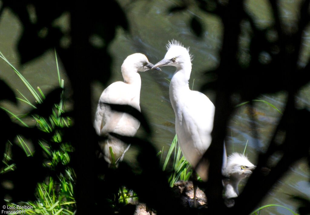 Western Cattle Egret