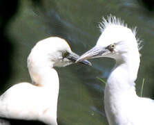 Western Cattle Egret