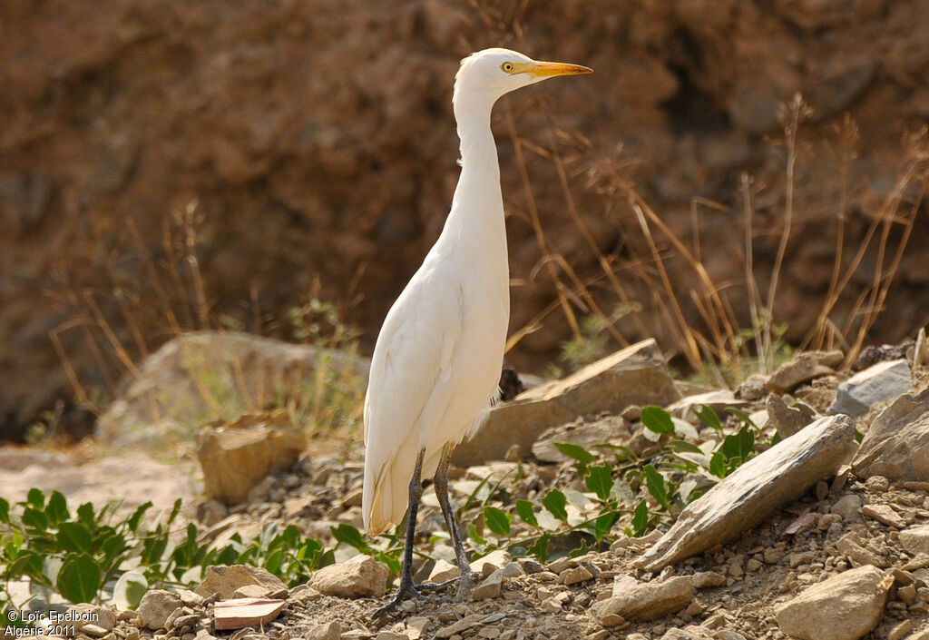 Western Cattle Egret