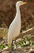 Western Cattle Egret