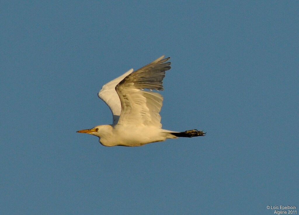 Western Cattle Egret