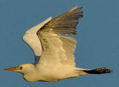 Western Cattle Egret