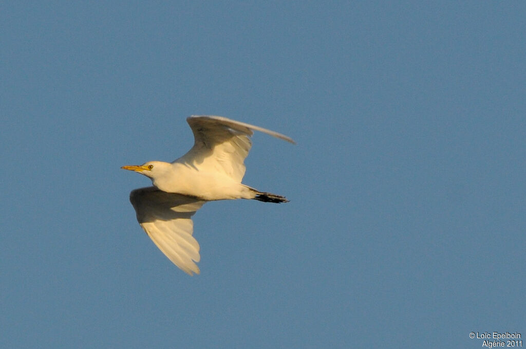 Western Cattle Egret