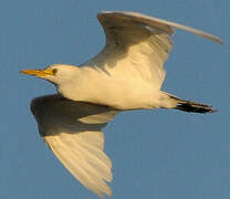 Western Cattle Egret