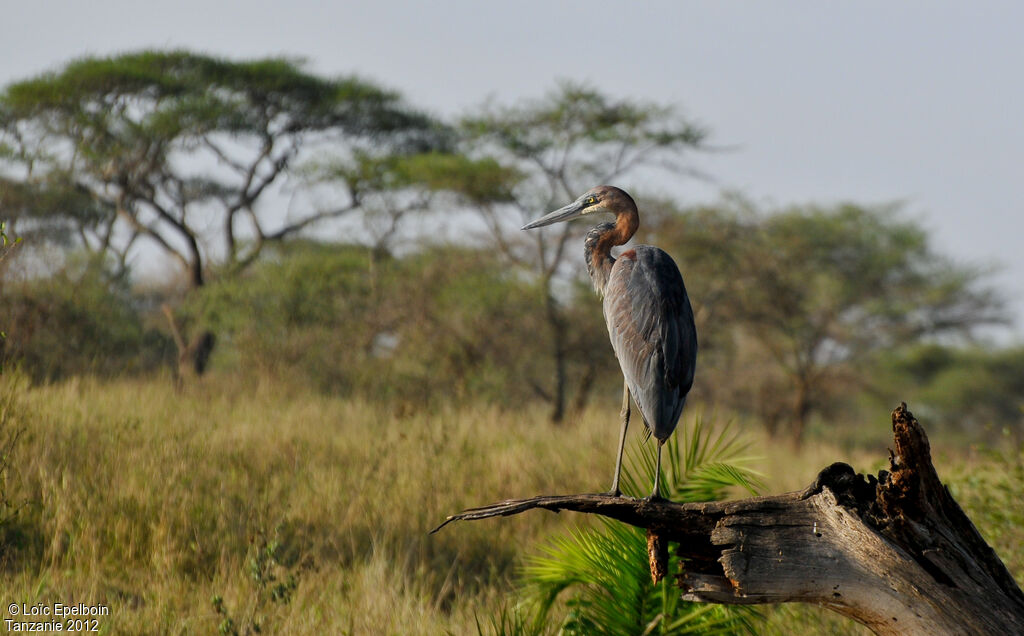 Goliath Heron