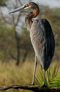 Goliath Heron