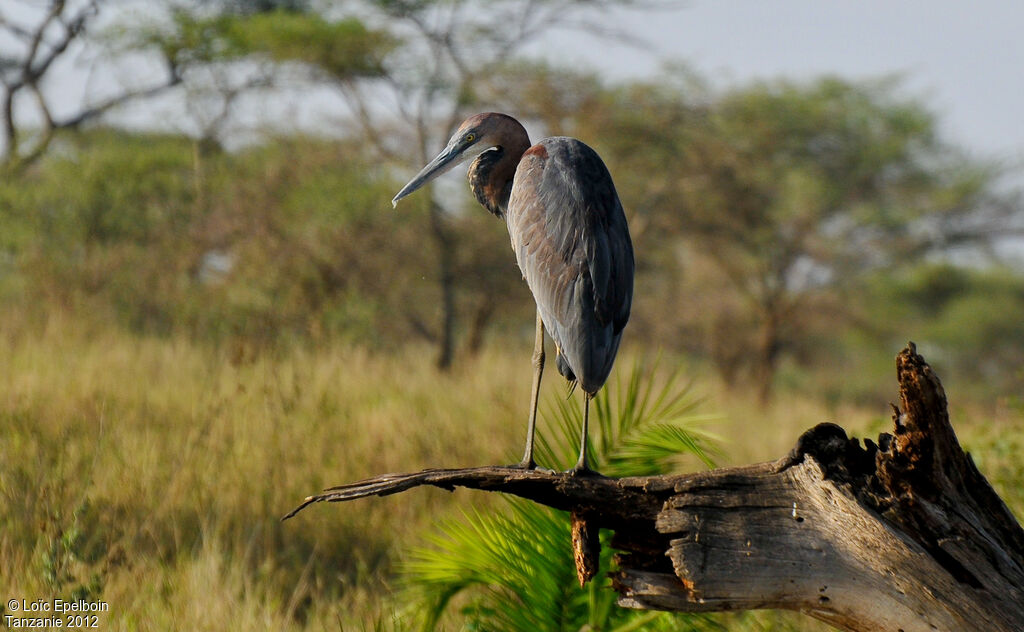 Goliath Heron