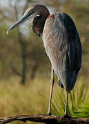 Goliath Heron