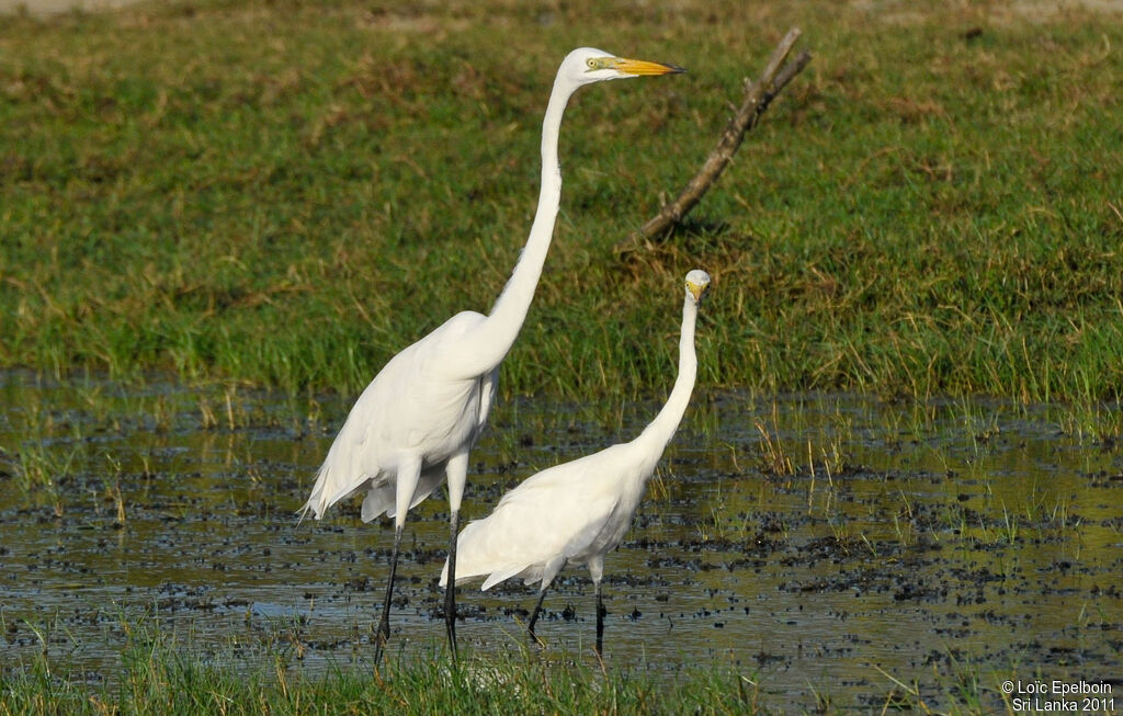 Medium Egret