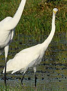 Intermediate Egret