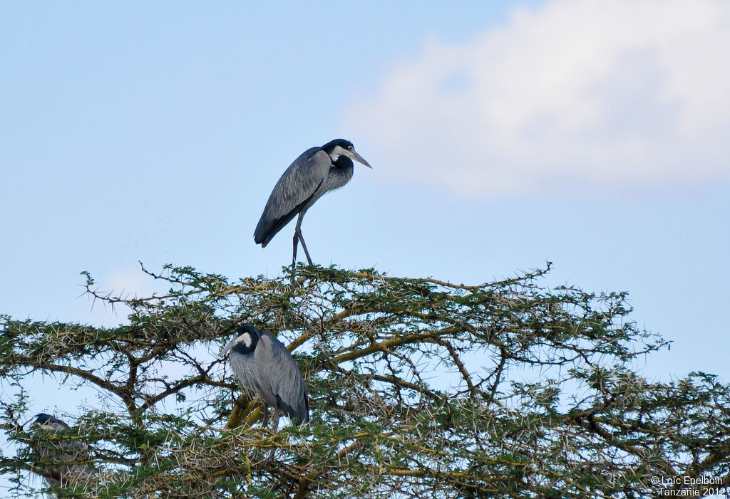 Black-headed Heron